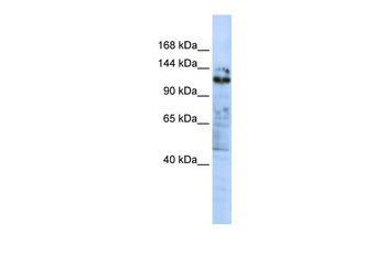 ZNF451 Rabbit Polyclonal Antibody