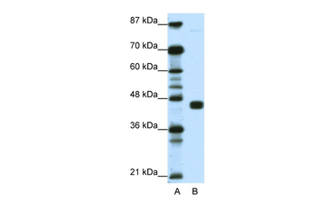 PPARG Rabbit Polyclonal Antibody