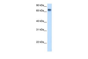 LSR Rabbit Polyclonal Antibody