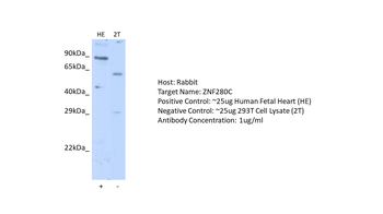 ZNF280C Rabbit Polyclonal Antibody