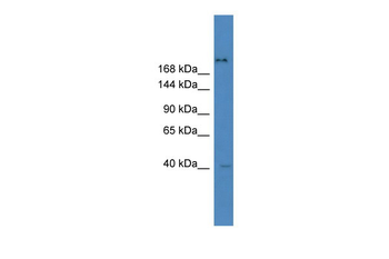 ZNF407 Rabbit Polyclonal Antibody