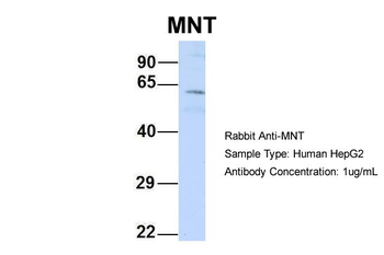 MNT Rabbit Polyclonal Antibody