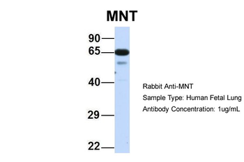 MNT Rabbit Polyclonal Antibody