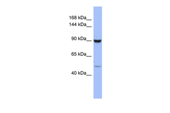 ZFP28 Rabbit Polyclonal Antibody