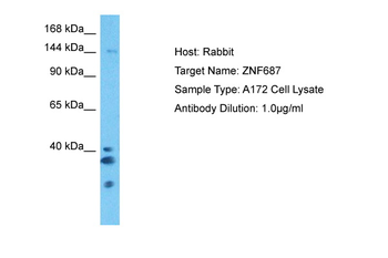 ZNF687 Rabbit Polyclonal Antibody