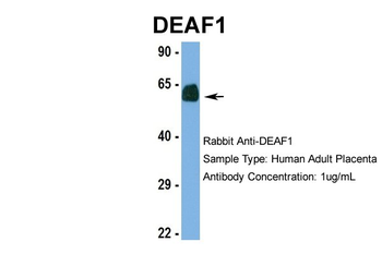 DEAF1 Rabbit Polyclonal Antibody