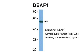 DEAF1 Rabbit Polyclonal Antibody