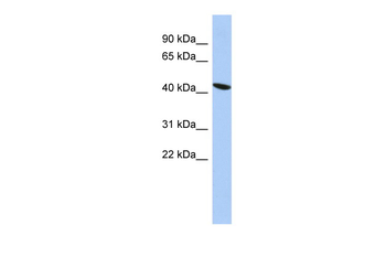 ZNF71 Rabbit Polyclonal Antibody