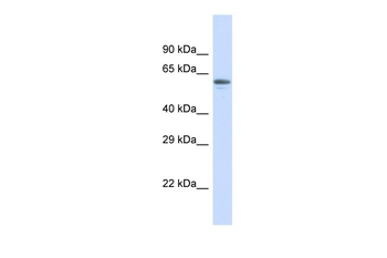 ZNF527 Rabbit Polyclonal Antibody