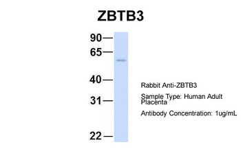 ZBTB3 Rabbit Polyclonal Antibody