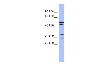 MRPS15 Rabbit Polyclonal Antibody