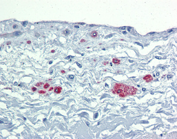 SOX7 Rabbit Polyclonal Antibody