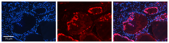 RIOX2 Rabbit Polyclonal Antibody