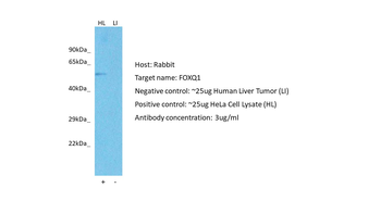 FOXQ1 Rabbit Polyclonal Antibody