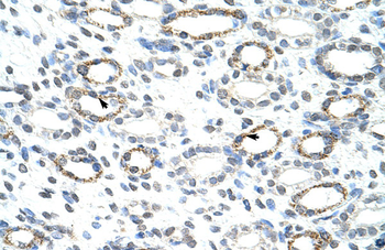 FOXQ1 Rabbit Polyclonal Antibody