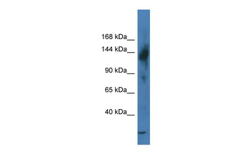 Trerf1 Rabbit Polyclonal Antibody