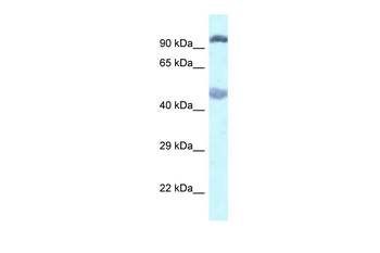 Egln2 Rabbit Polyclonal Antibody