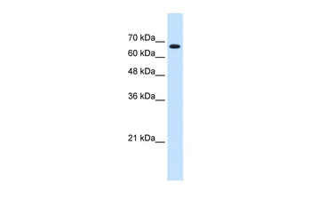 ZNF564 Rabbit Polyclonal Antibody
