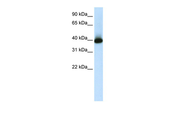 GSH2 Rabbit Polyclonal Antibody