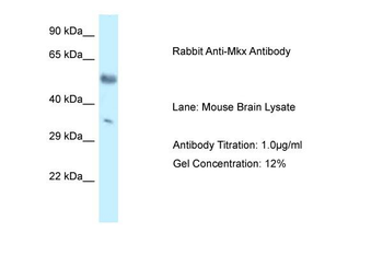 Mkx Rabbit Polyclonal Antibody