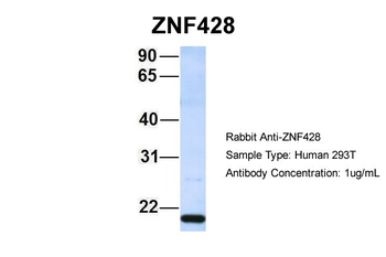 ZNF428 Rabbit Polyclonal Antibody
