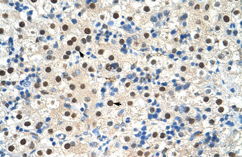ZNF326 Rabbit Polyclonal Antibody