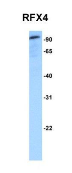 RFX4 Rabbit Polyclonal Antibody