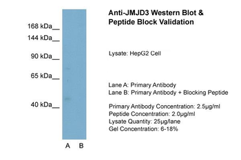 JMJD3 Rabbit Polyclonal Antibody