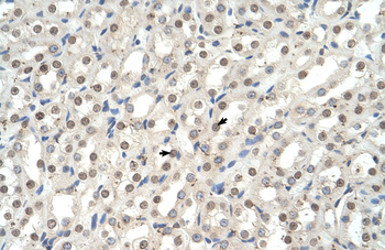 Ehf Rabbit Polyclonal Antibody