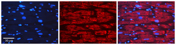 GAPDH Rabbit Polyclonal Antibody