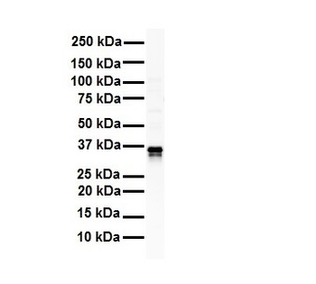 GAPDH Rabbit Polyclonal Antibody