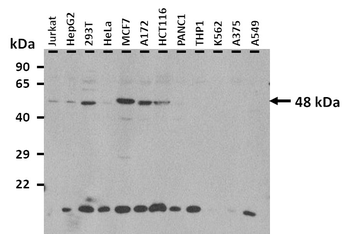 RBMS3 Rabbit Polyclonal Antibody