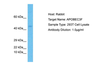 APOBEC3F Rabbit Polyclonal Antibody