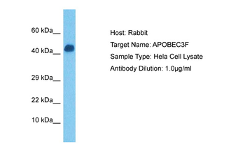 APOBEC3F Rabbit Polyclonal Antibody