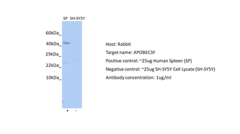 APOBEC3F Rabbit Polyclonal Antibody