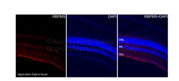 RBPMS Rabbit Polyclonal Antibody