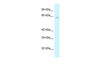 Cstf2 Rabbit Polyclonal Antibody