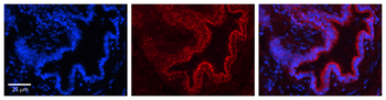 PIGF Rabbit Polyclonal Antibody