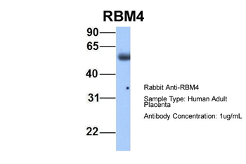 RBM4 Rabbit Polyclonal Antibody