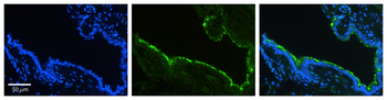 HSP90B1 Rabbit Polyclonal Antibody