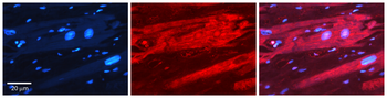 KHSRP Rabbit Polyclonal Antibody