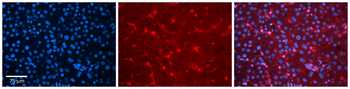 KHSRP Rabbit Polyclonal Antibody