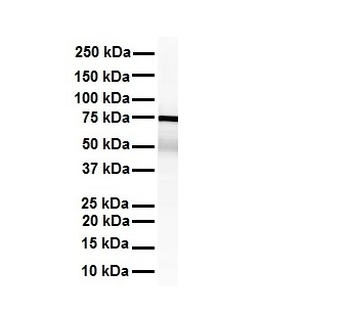 KHSRP Rabbit Polyclonal Antibody