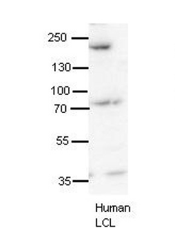 SYNJ1 Rabbit Polyclonal Antibody