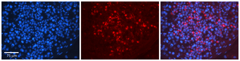 HNRNPU Rabbit Polyclonal Antibody
