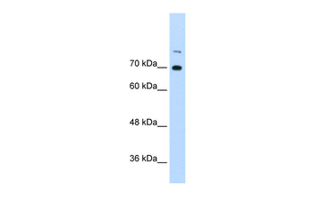 ILF3 Rabbit Polyclonal Antibody