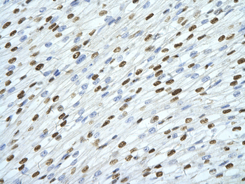 SFPQ Rabbit Polyclonal Antibody