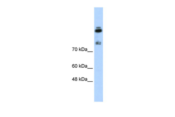 HDLBP Rabbit Polyclonal Antibody