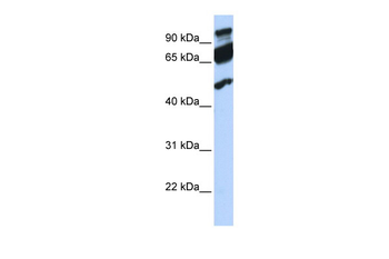 ERAL1 Rabbit Polyclonal Antibody