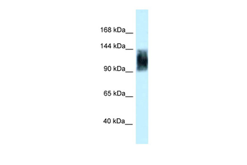 Srrm1 Rabbit Polyclonal Antibody